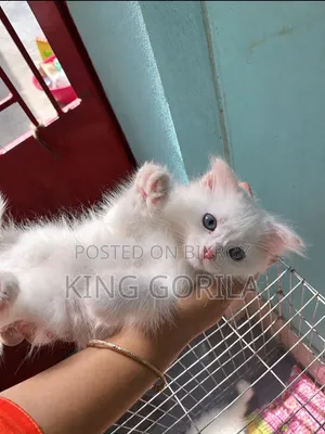 1-3 months Female Purebred Persian