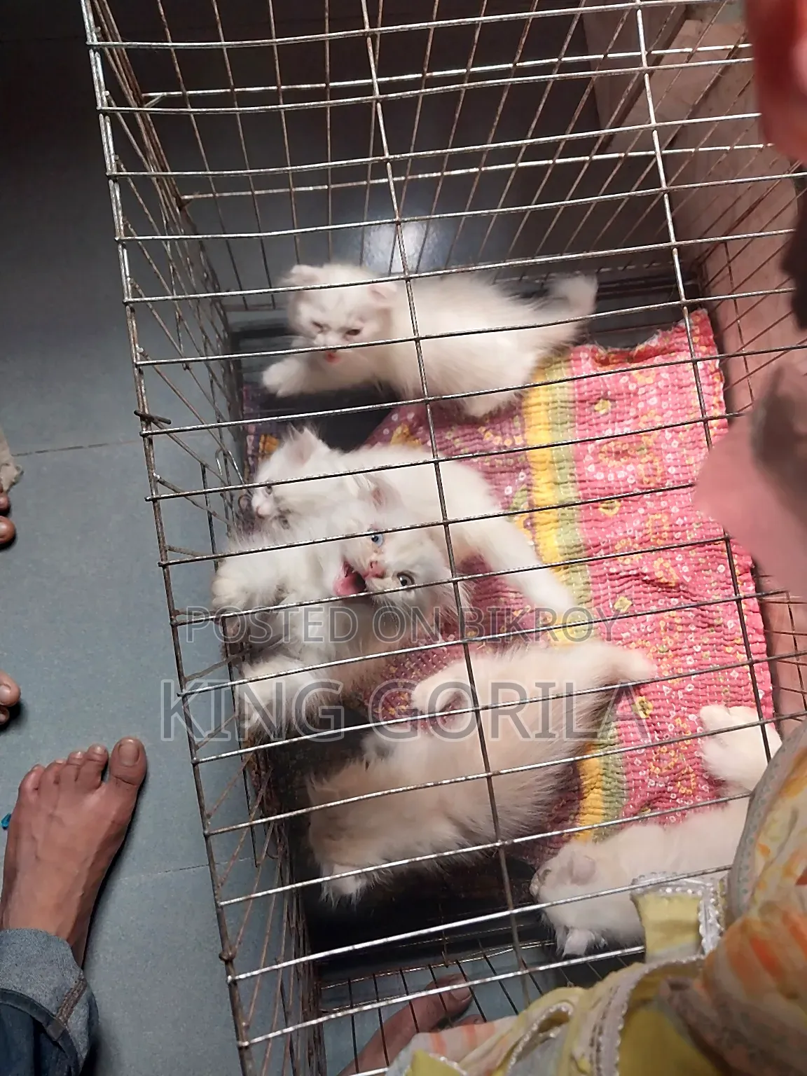 1-3 months Female Purebred Persian