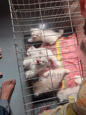 1-3 months Female Purebred Persian