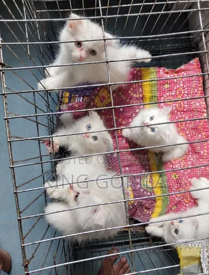 1-3 months Female Purebred Persian
