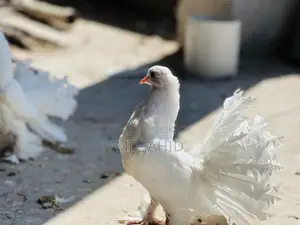 ৩টি লক্ষা কবুতর