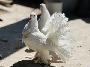 ৩টি লক্ষা কবুতর