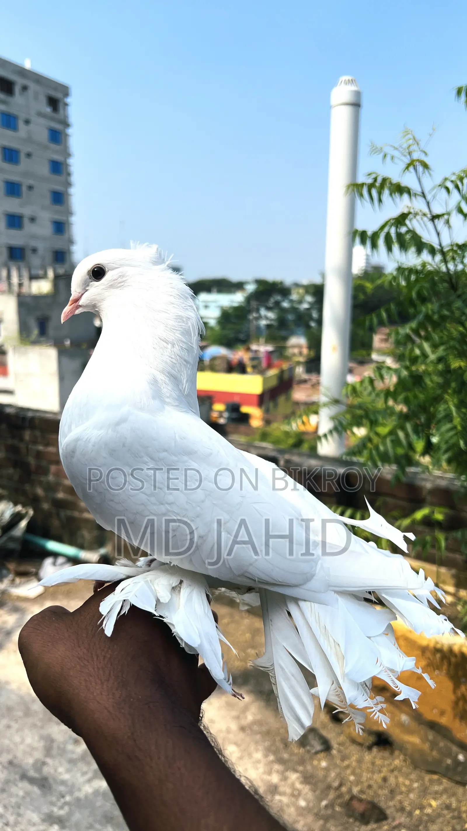 ৩টি লক্ষা কবুতর