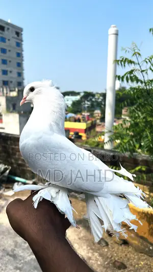 ৩টি লক্ষা কবুতর
