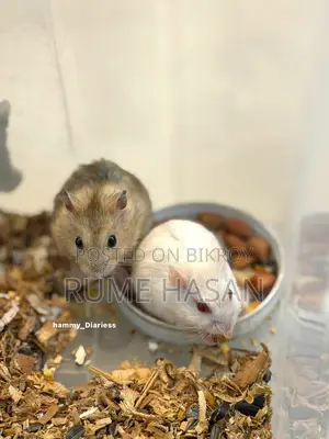 Healthy Winter White Hamster Pair...Age 3/4 Month