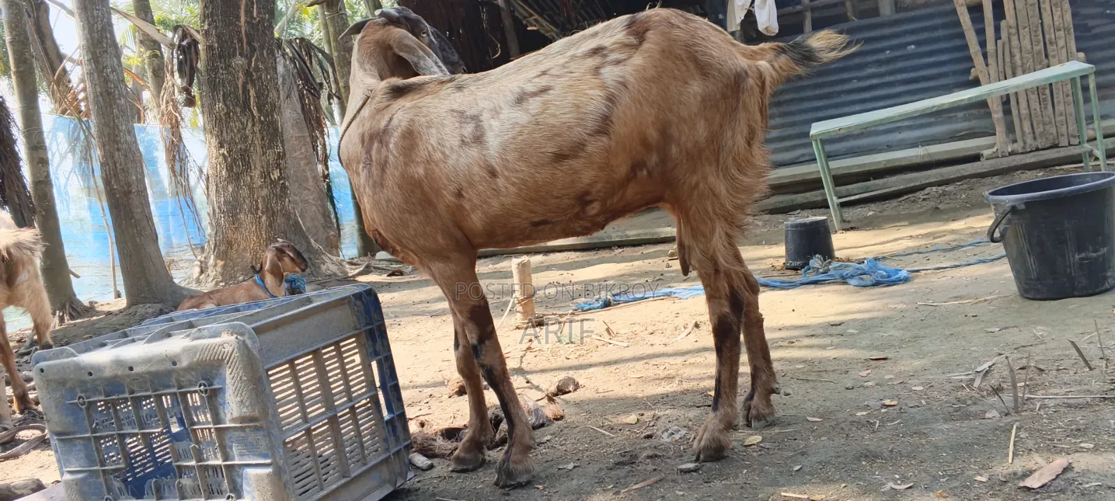 Bearded Goat