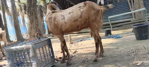 Bearded Goat