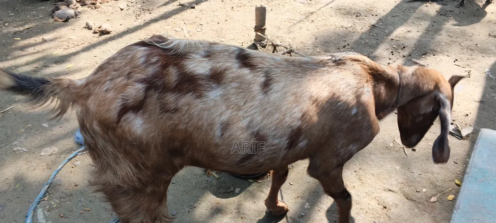 Bearded Goat