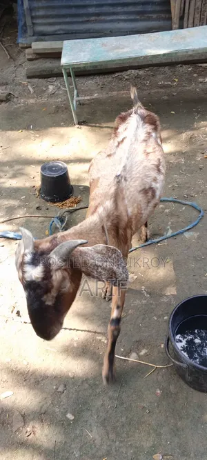Bearded Goat
