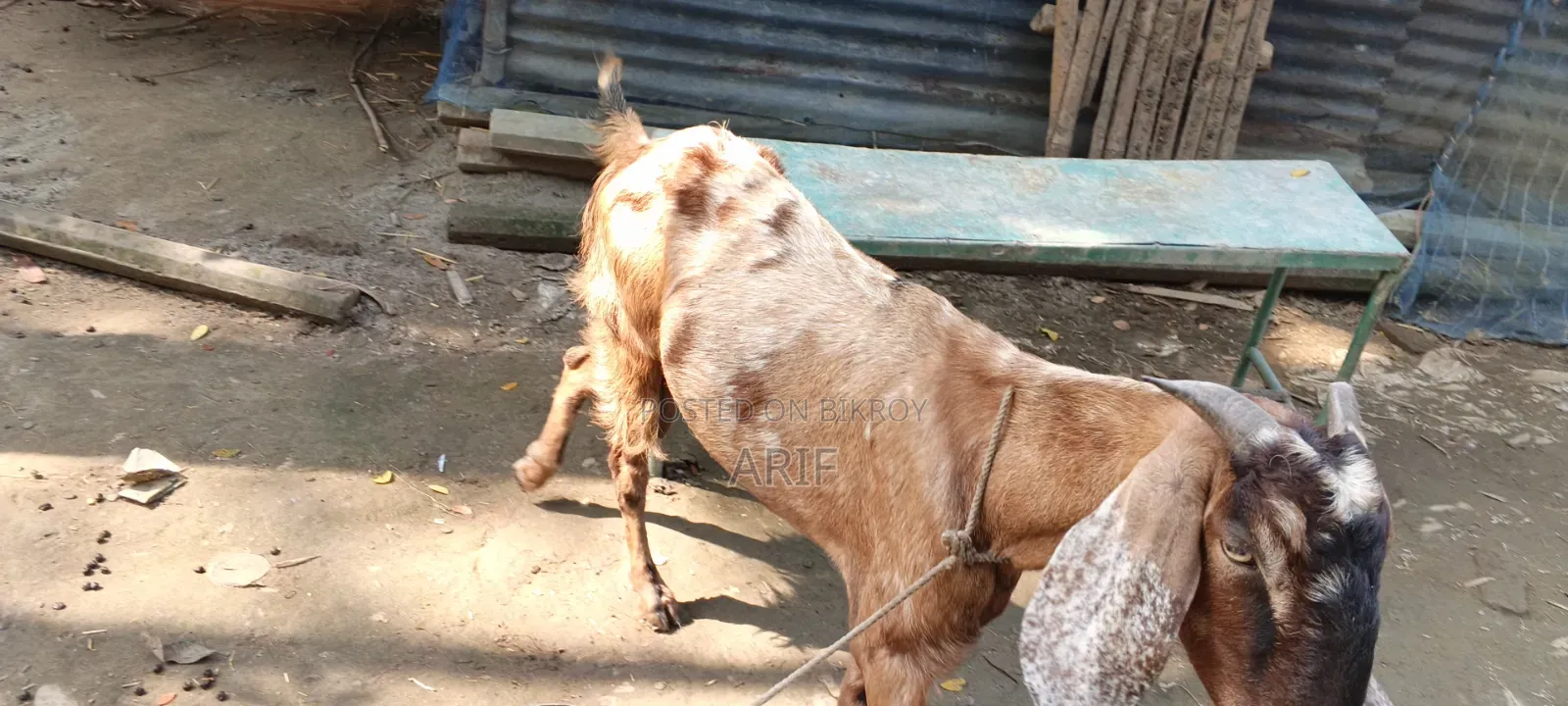 Bearded Goat