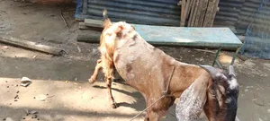 Bearded Goat