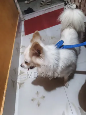 ৩-৬ মাস বয়সী ফিমেল পিওরব্রেড জাপানিজ স্পিটজ
