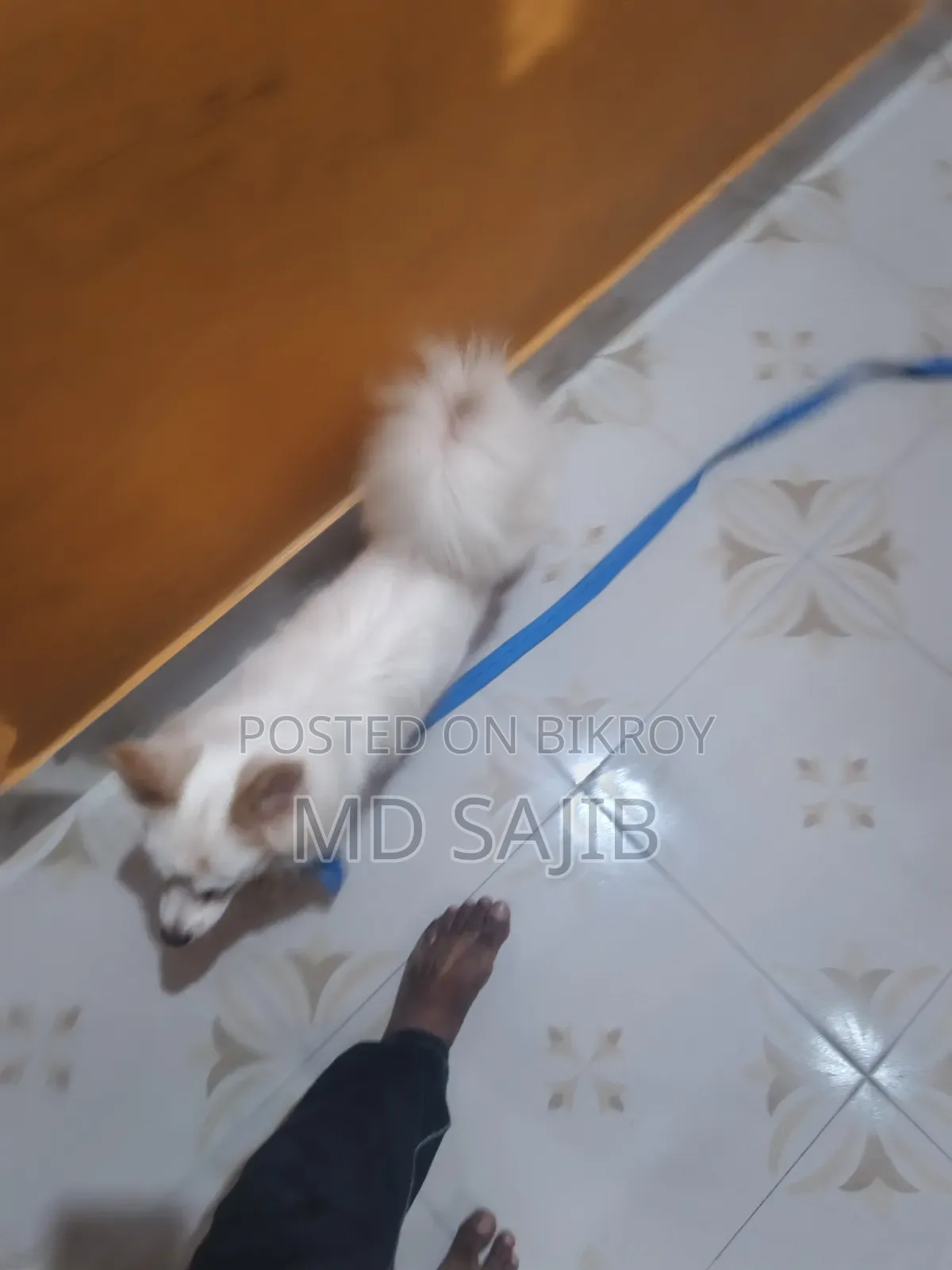 ৩-৬ মাস বয়সী ফিমেল পিওরব্রেড জাপানিজ স্পিটজ