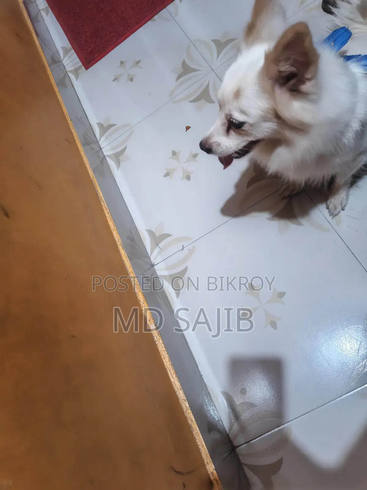 ৩-৬ মাস বয়সী ফিমেল পিওরব্রেড জাপানিজ স্পিটজ