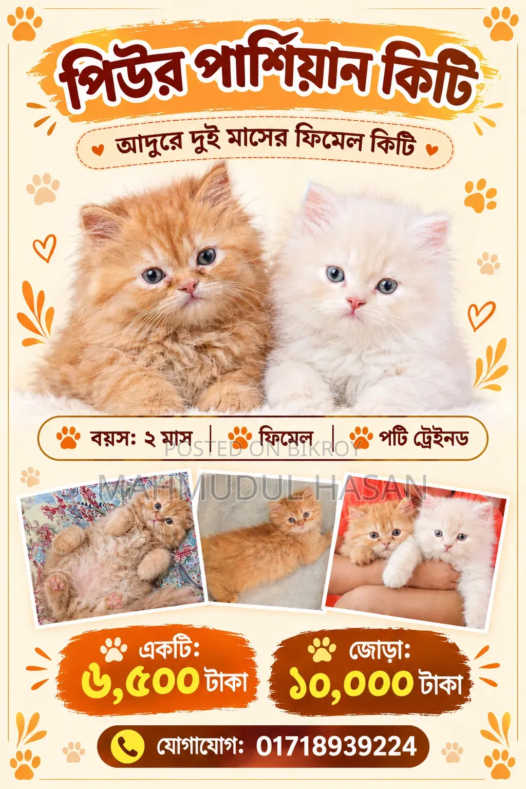 1-3 months Female Purebred Persian