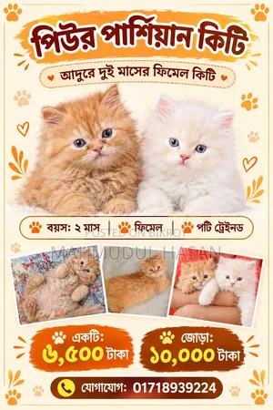 1-3 months Female Purebred Persian