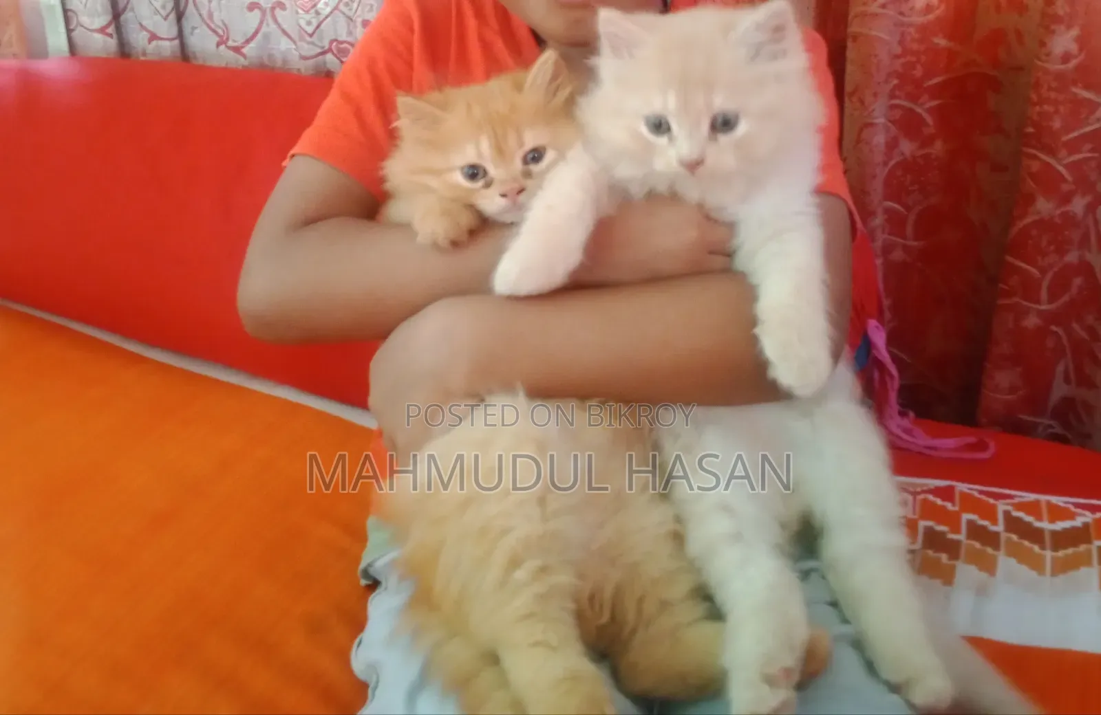 1-3 months Female Purebred Persian