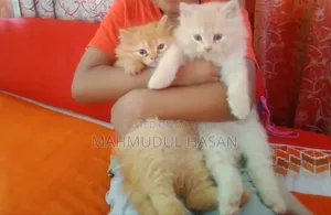 1-3 months Female Purebred Persian