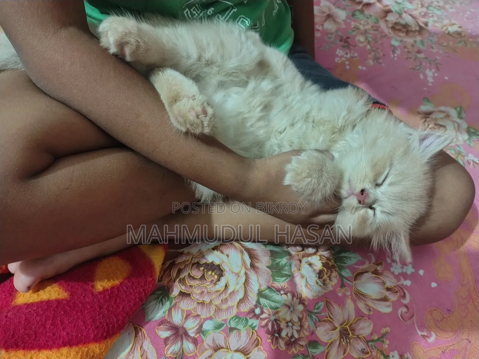 1-3 months Female Purebred Persian