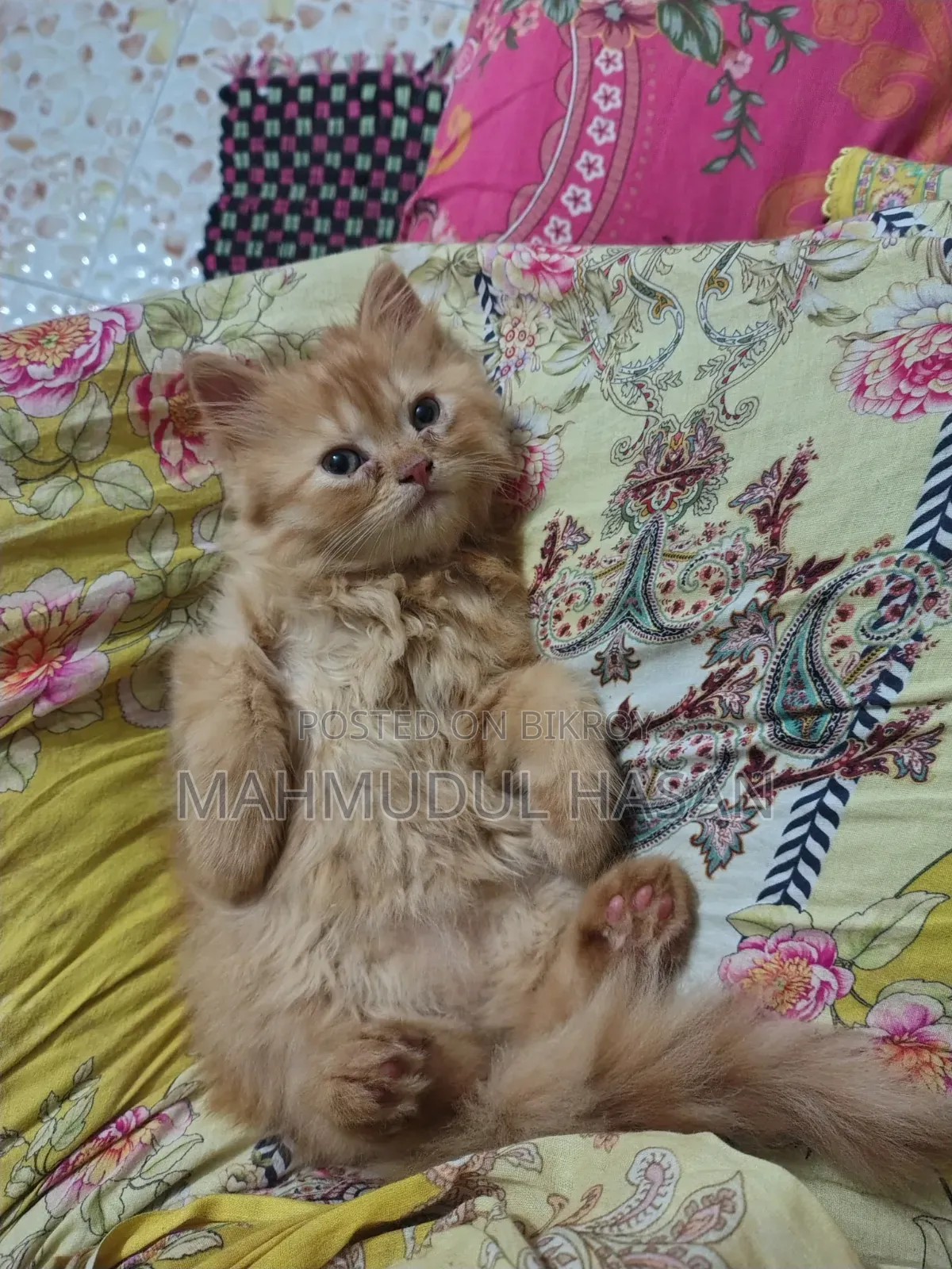1-3 months Female Purebred Persian