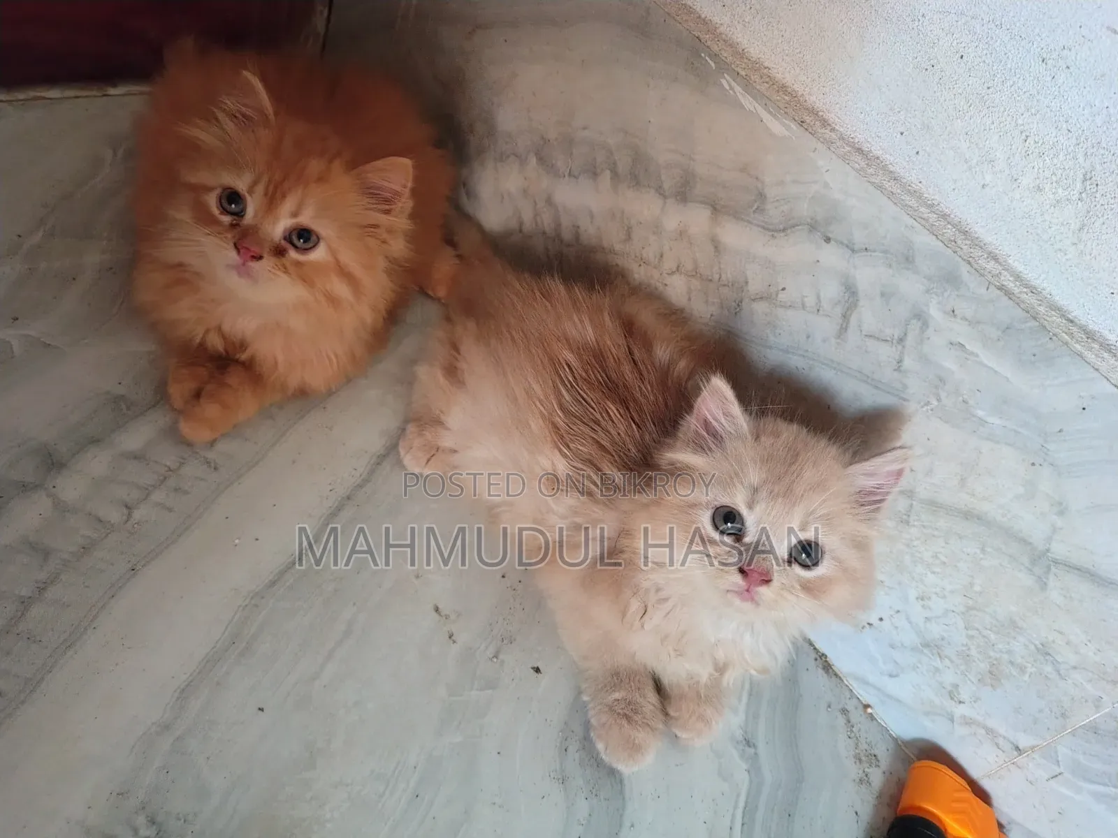 1-3 months Female Purebred Persian