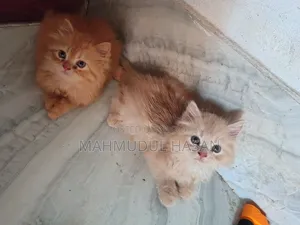 1-3 months Female Purebred Persian