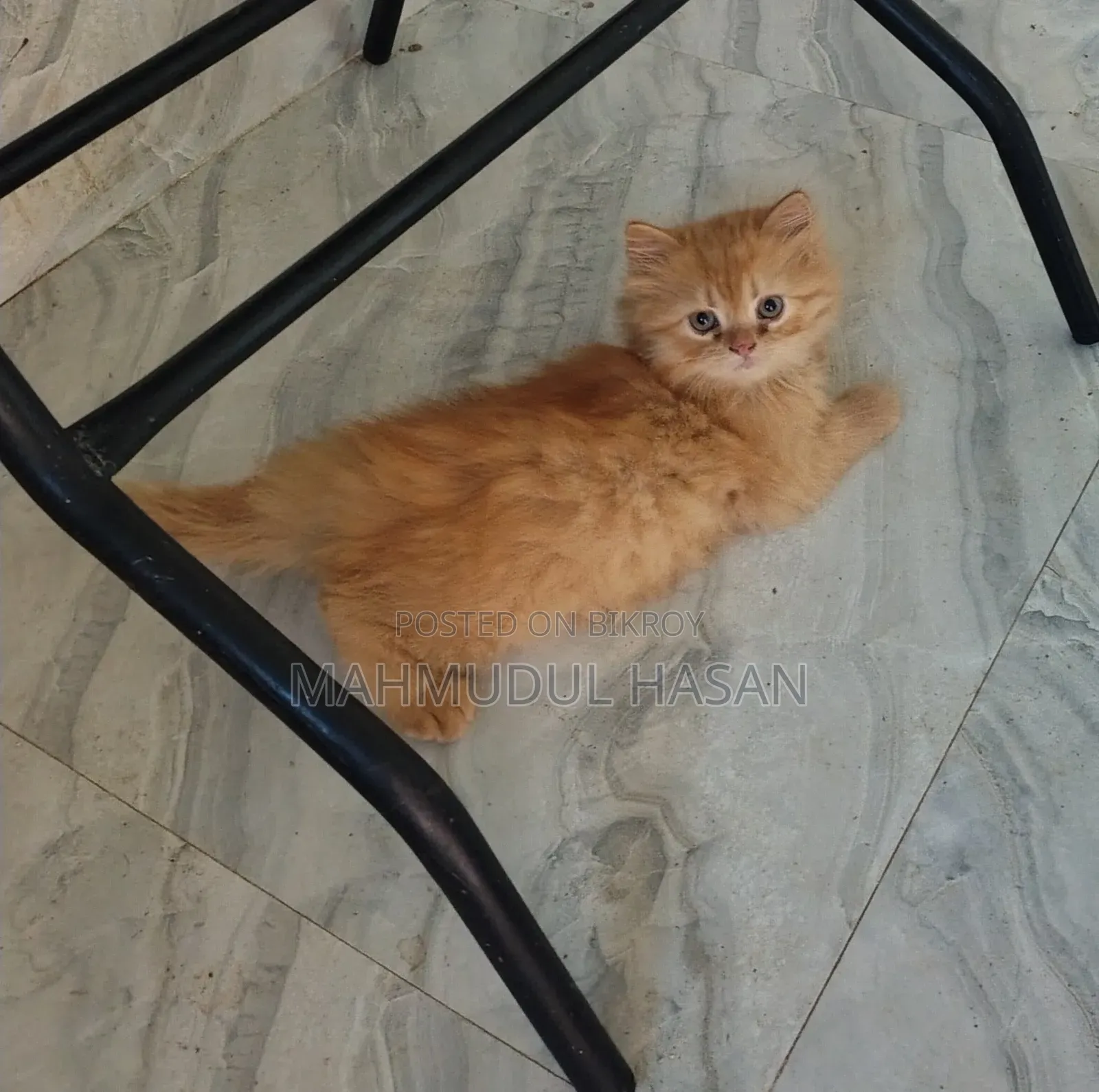 1-3 months Female Purebred Persian