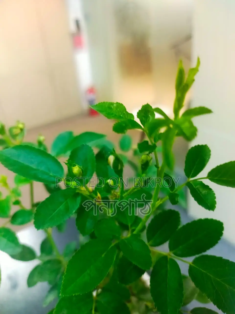 Rose Semi-Indoor Plant