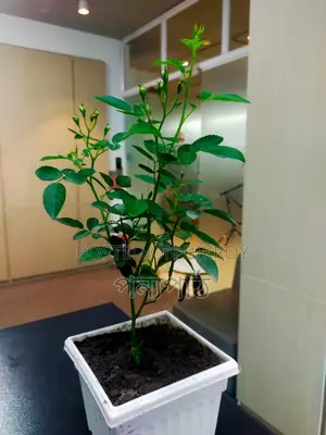 Rose Semi-Indoor Plant