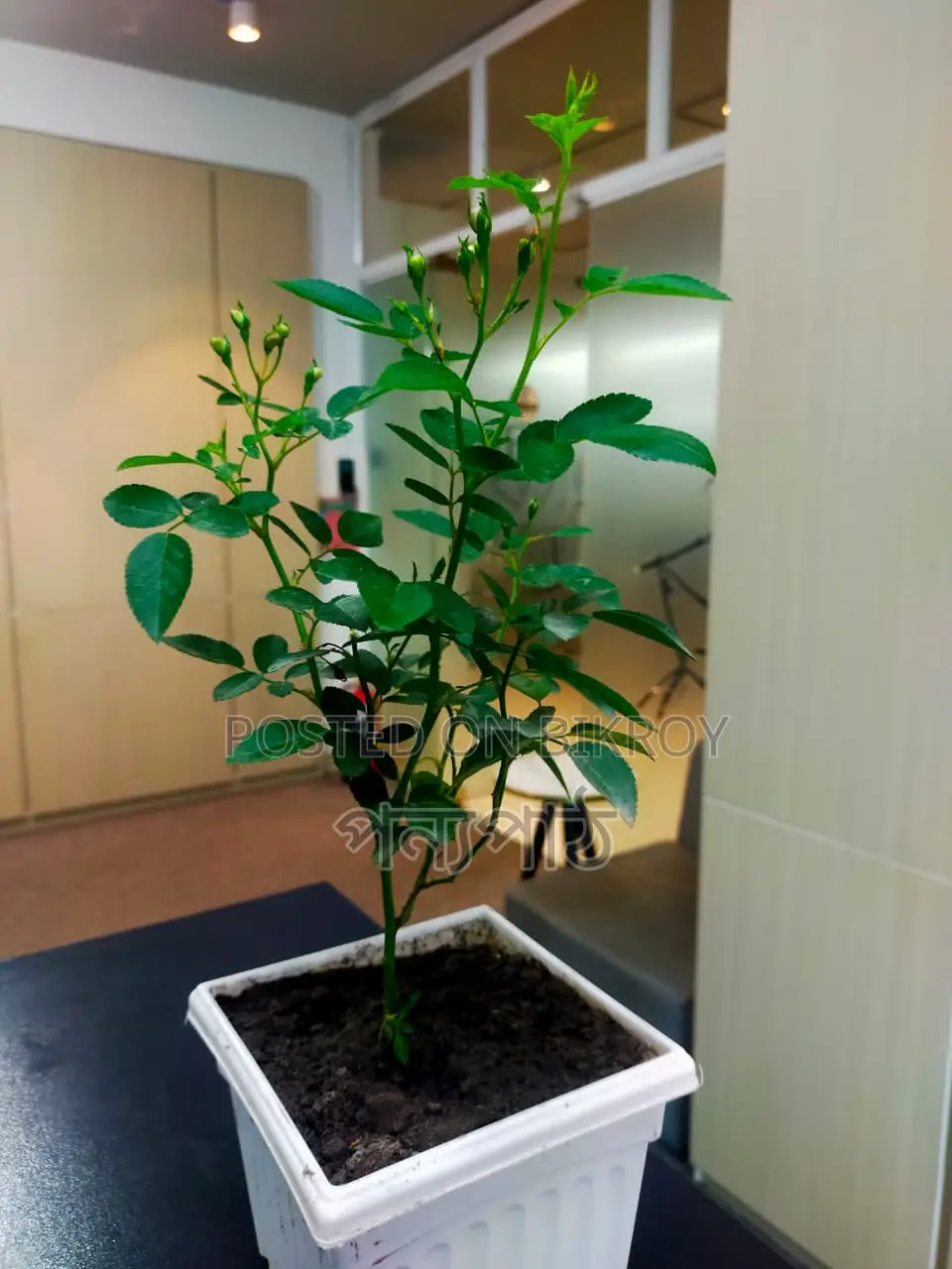 Rose Semi-Indoor Plant