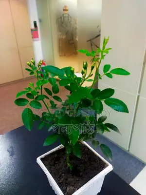 Rose Semi-Indoor Plant