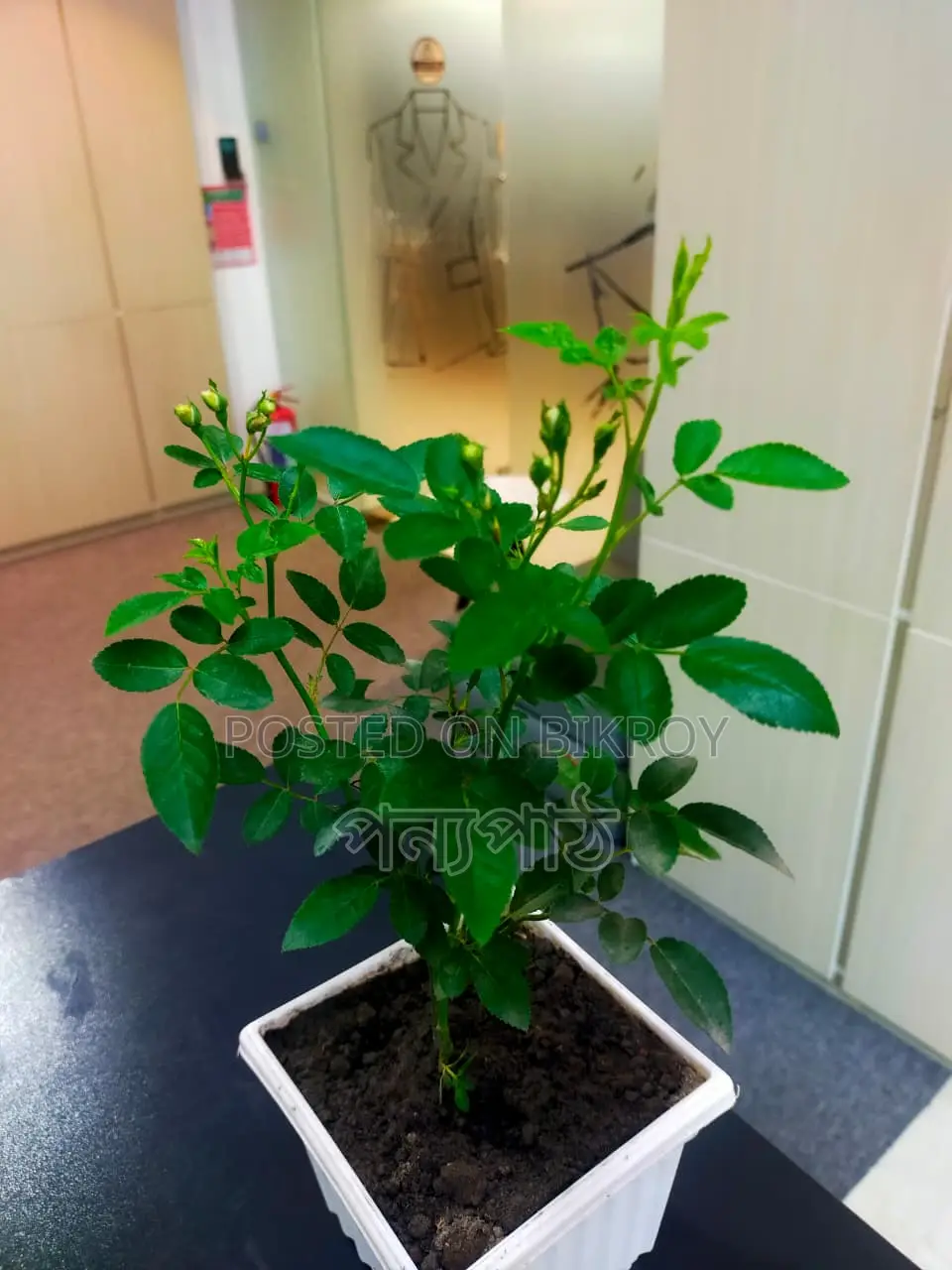 Rose Semi-Indoor Plant