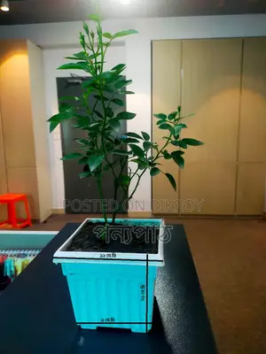Rose Semi-Indoor Plant
