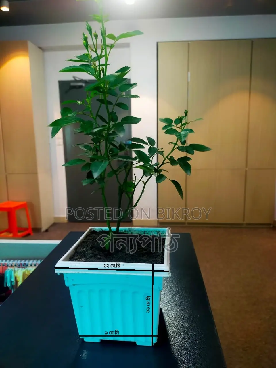 Rose Semi-Indoor Plant
