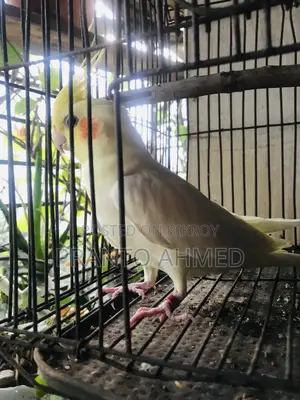 কোকাটেল মেল লুটিনো পাল পাখি।রেড আই বিক্রি জন্যা