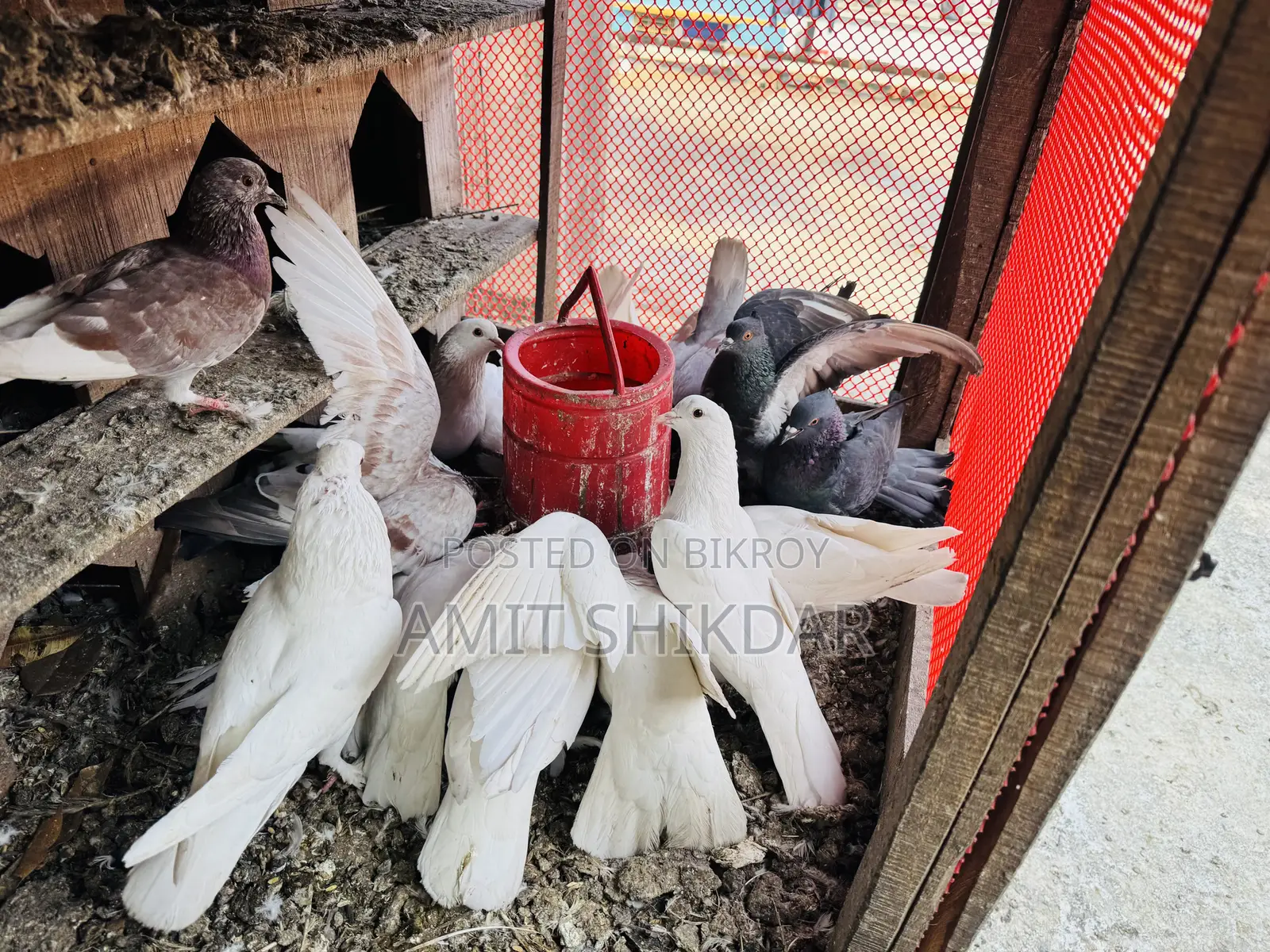 রানিং দেশি কবুতর