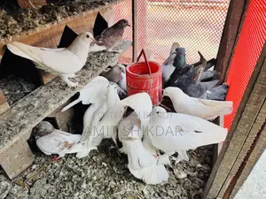 রানিং দেশি কবুতর