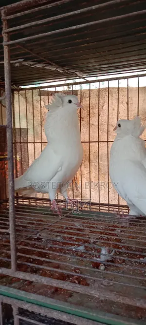 এক জোড়া বোম্বাই গোলা বিক্রি হবে