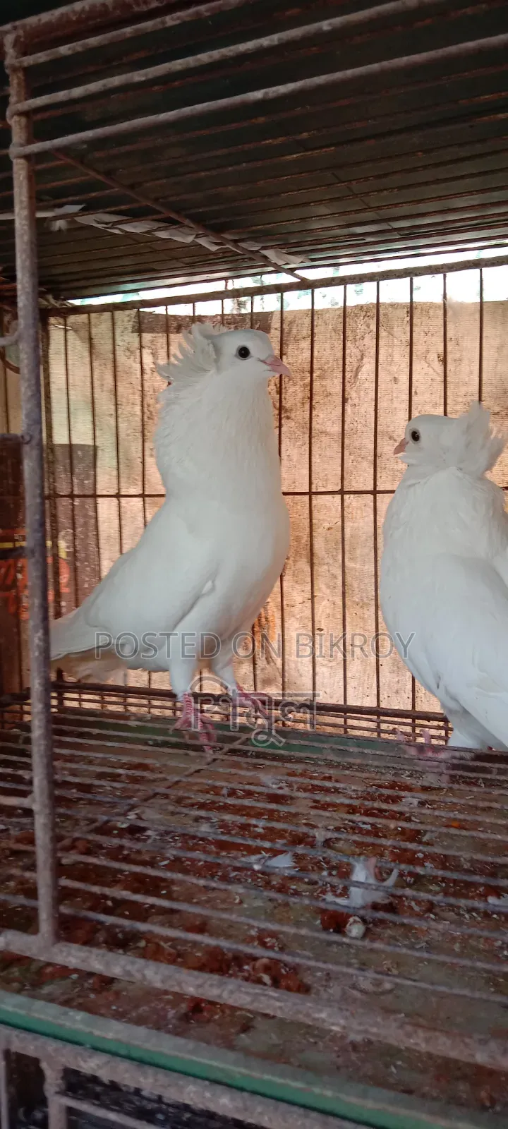 এক জোড়া বোম্বাই গোলা বিক্রি হবে