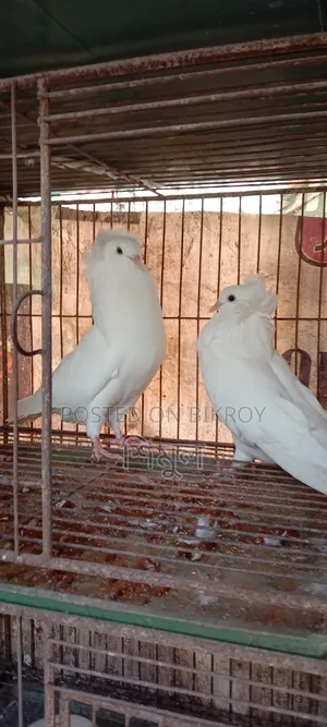 এক জোড়া বোম্বাই গোলা বিক্রি হবে