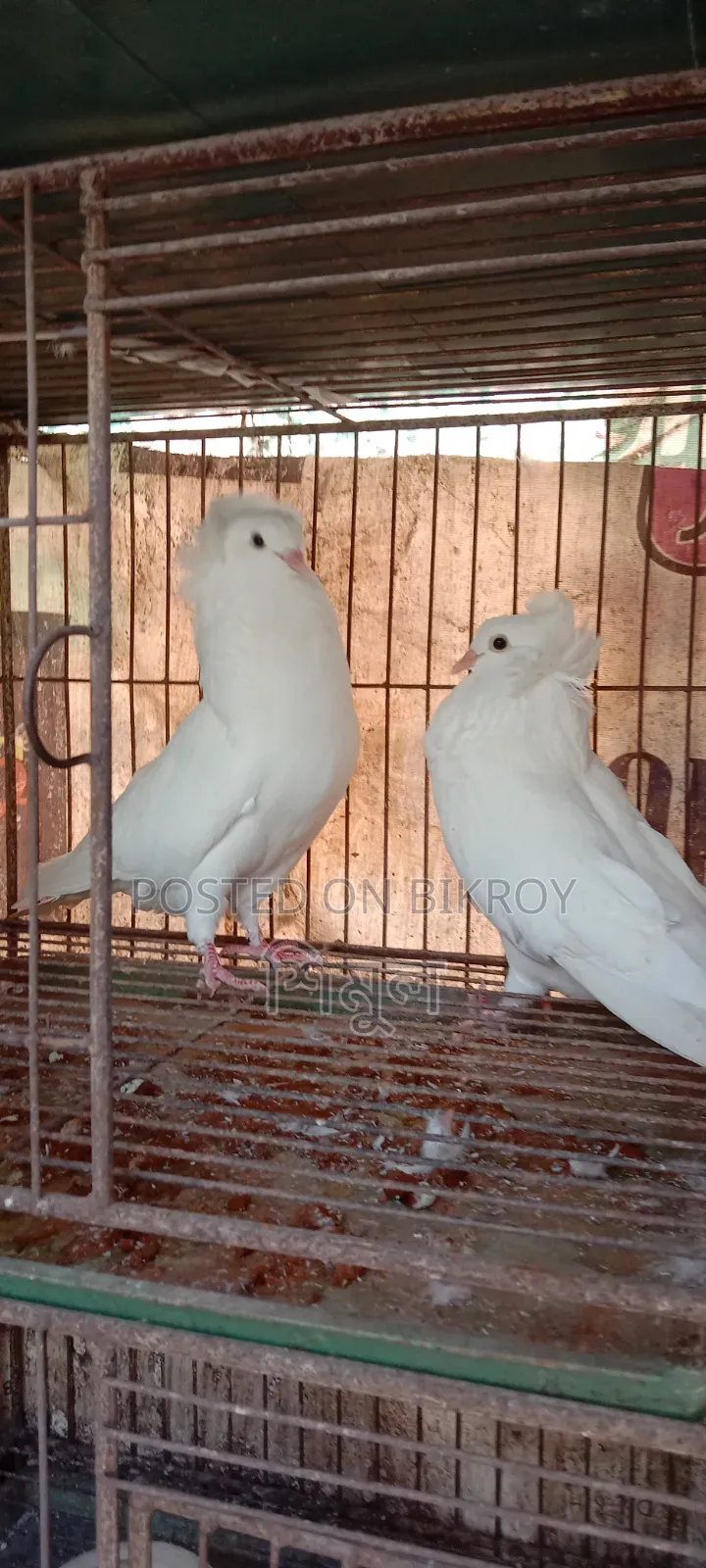 এক জোড়া বোম্বাই গোলা বিক্রি হবে