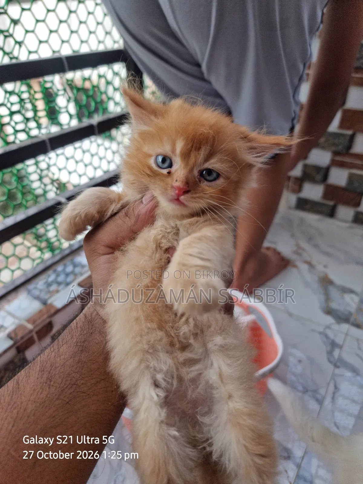 1-3 months Male Purebred Persian