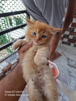 1-3 months Male Purebred Persian