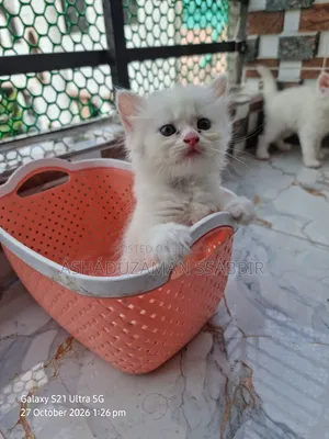 1-3 months Male Purebred Persian
