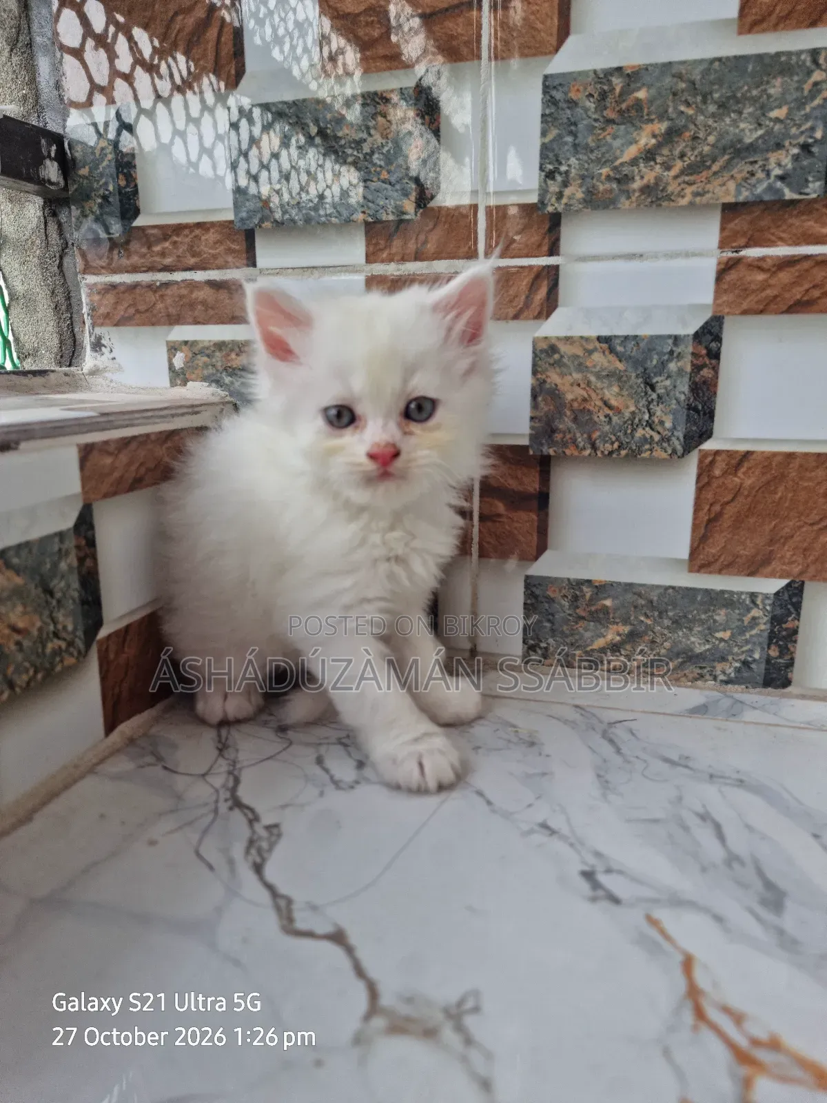 1-3 months Male Purebred Persian
