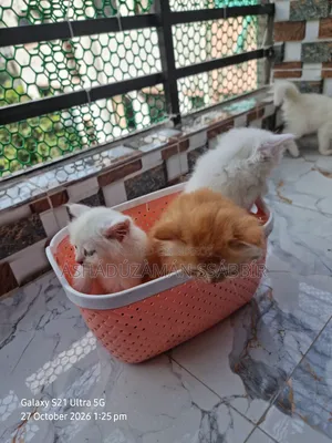 1-3 months Male Purebred Persian