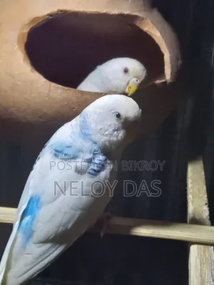অ্যালবিনো বাজরিগার পাখি