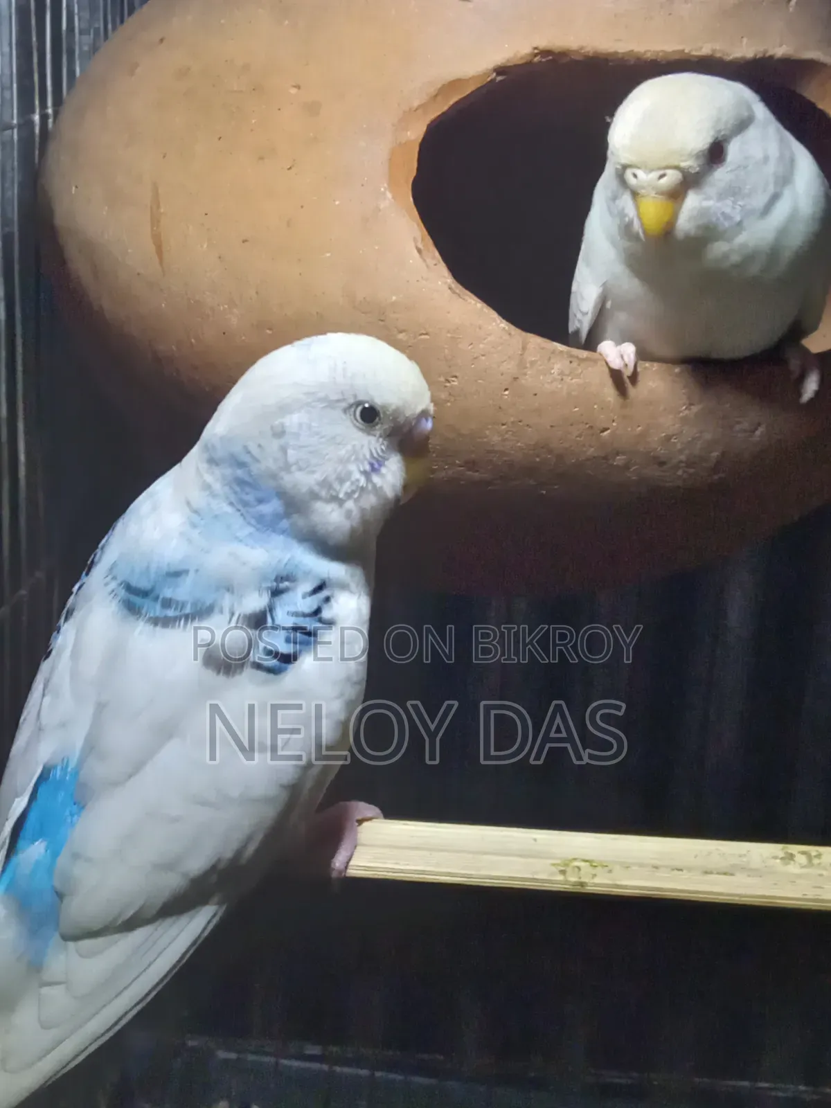 অ্যালবিনো বাজরিগার পাখি