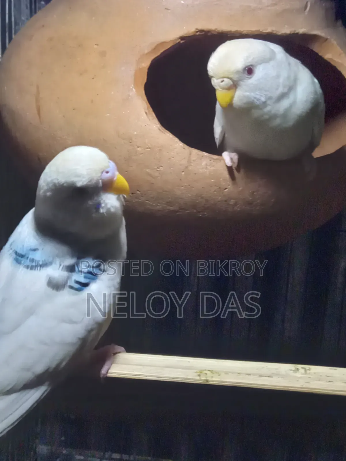 অ্যালবিনো বাজরিগার পাখি