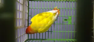 লুটিনো ওপালিন লাভবার্ড
